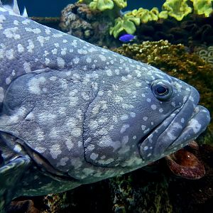 Queensland Grouper (Epinephelus lanceolatus)