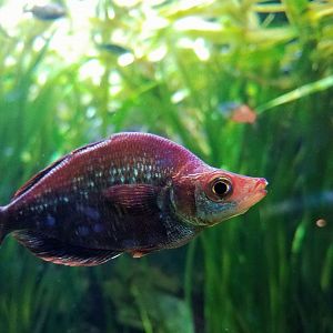 Red Rainbowfish (Glossolepis incisus)