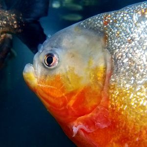 Red-Bellied Piranhas (Pygocentrus nattereri)