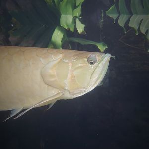 Silver Arowana (Osteoglossum bicirrhosum)