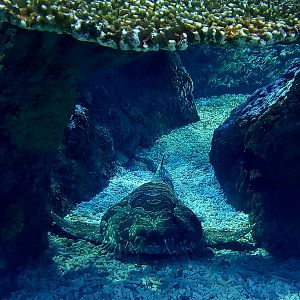 Spotted Wobbegong (Orectolobus maculatus)