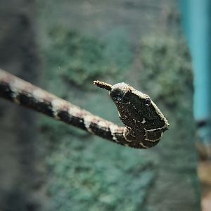 Tentacled Snake (Erpeton tentaculatum)