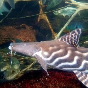 Zebra Shovelnose Catfish (Brachyplatystoma tigrinum)