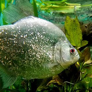 Violet-Line Piranha (Serrasalmus geryi)