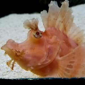 Weedy Scorpionfish (Rhinopias frondosa)