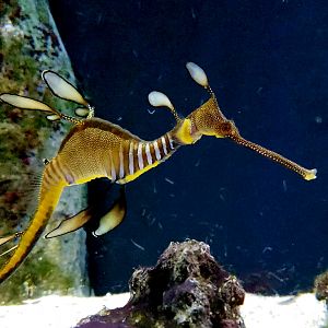 Weedy Seadragon (Phyllopteryx taeniolatus)