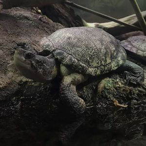 Western Pond Turtles (Actinemys marmorata)