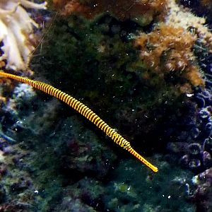 Yellow-Banded Pipefish (Dunckerocampus pessuliferus)