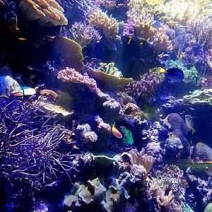 Wild Reef - Live Reef Tank
