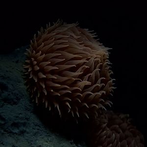 Pom-pom Anemone/ Liponema brevicorne