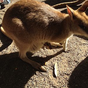 Featherdale 2012 - Agile Wallaby