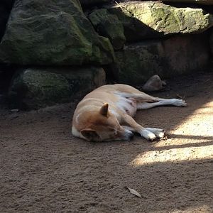 Featherdale 2012 - Alpine Dingo