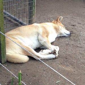 Featherdale 2012 - Alpine Dingo