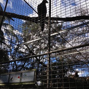 Featherdale 2012 - Wedge-tailed Eagle
