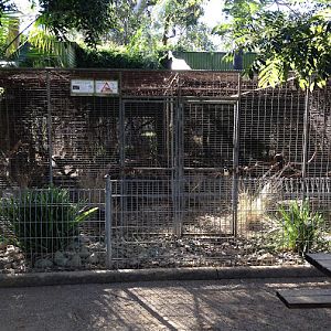 Featherdale 2012 - Albino Indian Peafowl on top of the quoll exhibit