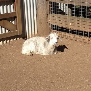 Featherdale 2012 - Domestic Goat