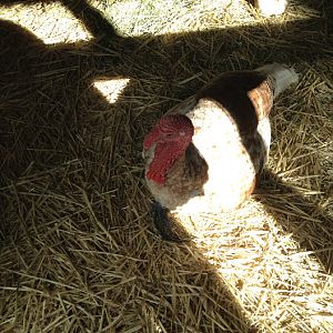 Featherdale 2012 - Domestic Turkey