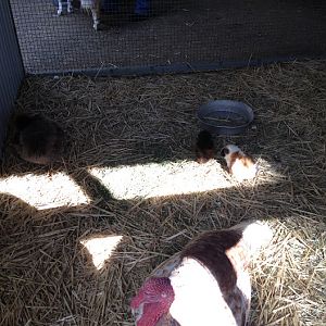 Featherdale 2012 - Domestic Turkey, Guinea Pigs and domestic European Rabbit, with Domestic Sheep behind