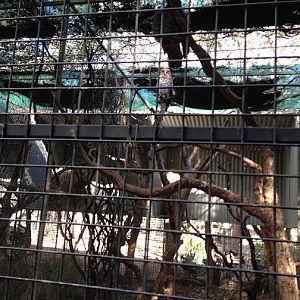 Featherdale 2012 - Powerful Owl aviary
