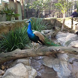 Featherdale 2012 - Indian Peafowl
