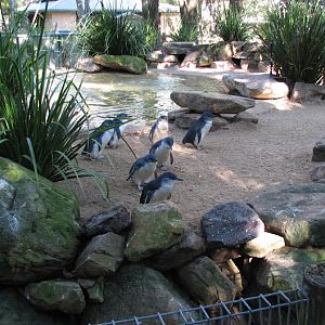 Featherdale 2012 - Australian Little Penguins