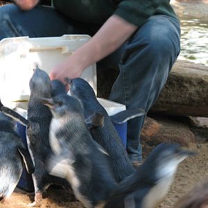 Featherdale 2012 - Australian Little Penguins