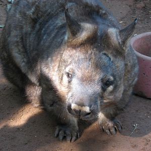 Featherdale 2012 - Southern Hairy-nosed Wombat