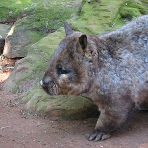 Featherdale 2012 - Southern Hairy-nosed Wombat
