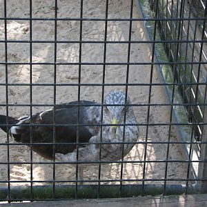 Featherdale 2012 - Kelp Gull (pinioned/wing-clipped)