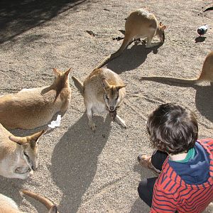 Featherdale 2012 - Agile Wallabies