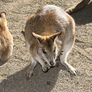 Featherdale 2012 - Agile Wallaby
