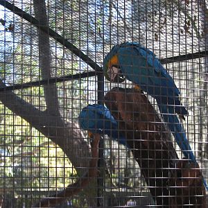 Featherdale 2012 - Blue-and-yellow Macaws
