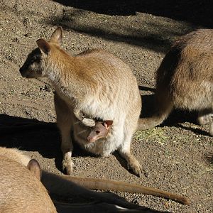 Wallaby ID - Featherdale Wildlife Park 2012