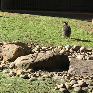 Featherdale 2012 - Tammar Wallabies (including Albino) and Indian Peafowl