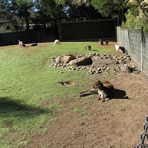 Featherdale 2012 - Kangaroo Island Kangaroo, Tammar Wallabies (including Albino) and Indian Peafowl