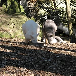 Featherdale 2012 - Common Wallaroos (including Albino)
