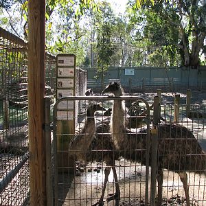 Featherdale 2012 - Emus