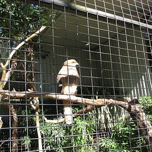 Featherdale 2012 - Whistling Kite