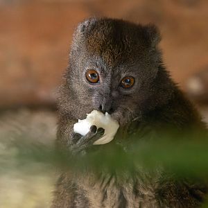 Northern bamboo lemur (Hapalemur occidentalis)