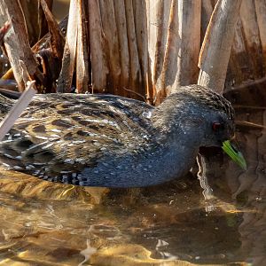 Australian Spotted Crake