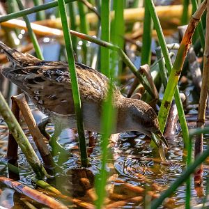 Baillon's Crake