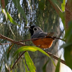 Black-faced Monarch
