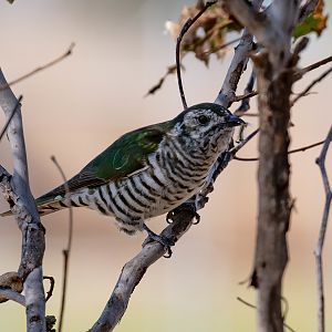 Shining Bronze Cuckoo
