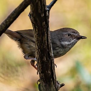 White-browed Scrubwren