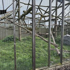 Tayra Enclosure at Hamerton Zoo Park (October 2023)