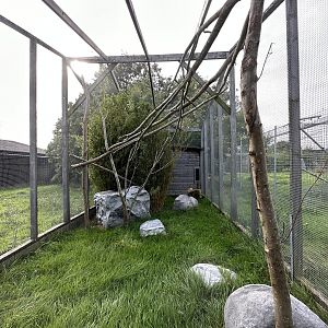 Rusty-spotted Cat Enclosure at Hamerton Zoo Park (October 2023)