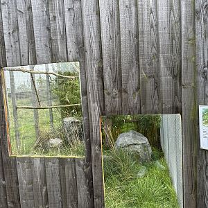 Oncilla Enclosure at Hamerton Zoo Park (October 2023)