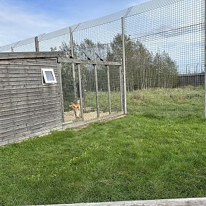 Dingo Housing at Hamerton Zoo Park (October 2023)