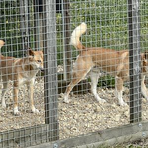 Dingos at Hamerton Zoo Park (October 2023)