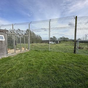 Dingo Enclosure at Hamerton Zoo Park (October 2023)